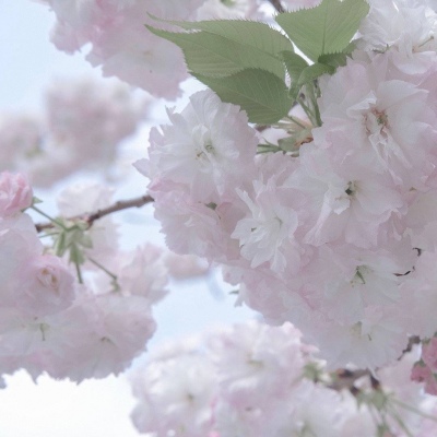 Furry插画元素搭配FurryQQ群